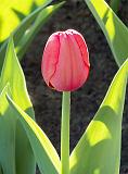 Framed Red Tulip_DSCF02034